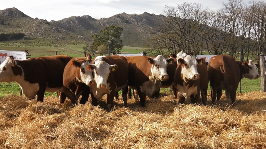 Lote VACAS P.HEREFORD PARICIÓN PRIMAVERA CABAÑA HUAICO MUN