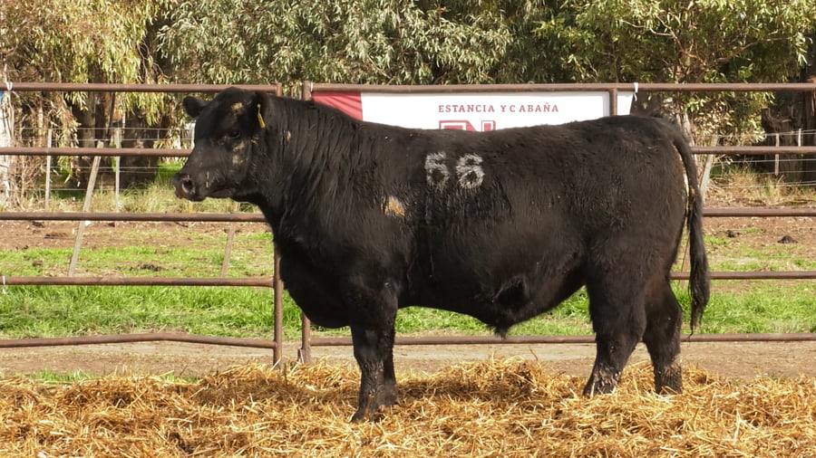 Lote TOROS ANGUS NEGROS PC