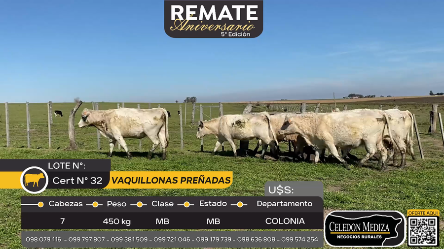 Lote 7 Vaquillonas preñadas en La Horqueta, Colonia
