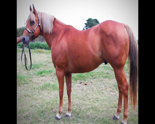 Lote BLUE SMARVEL