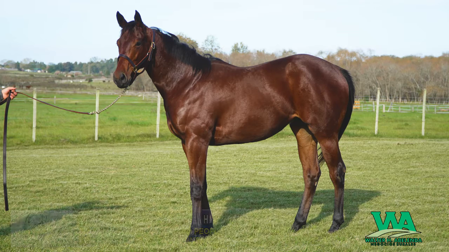 Lote HAMAMATSU MA