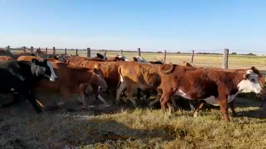 Lote 50 Vaquillonas Braford en Tostado, Santa Fe