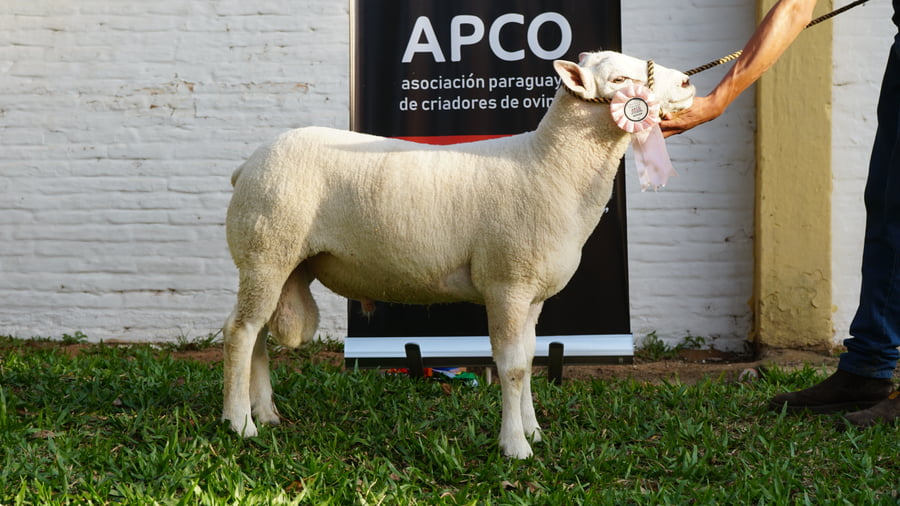 Lote Texel Expo Internacional 2022 - Lote 3