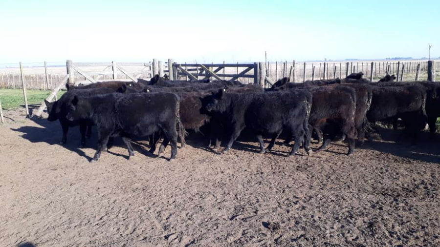 Lote 40 Terneras en arboledas, Buenos Aires