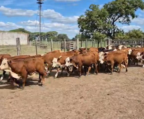 Lote 160 Terneros en Corrientes, Curuzu Cuatia