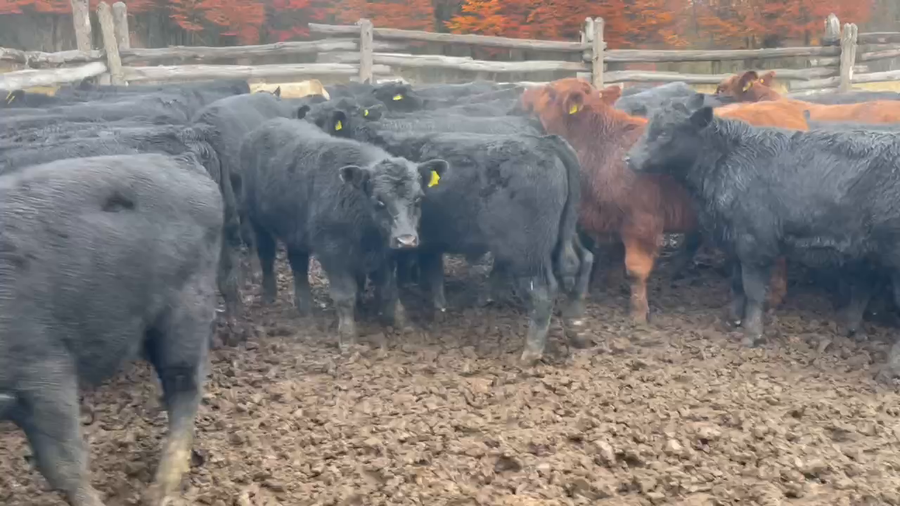 Lote 70 Ternero en Coyhaique, XI Región Aysén