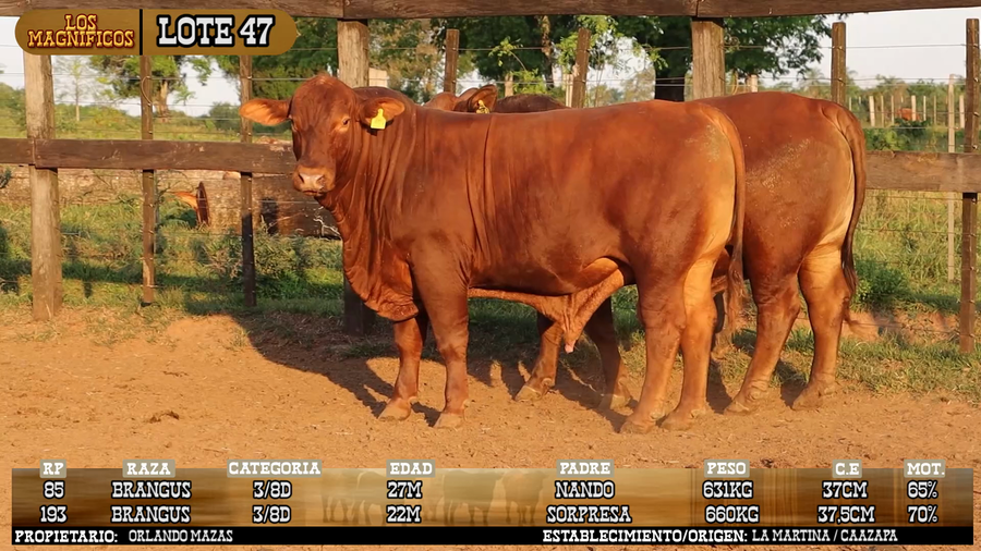 Lote LOTE 47 - VIVO