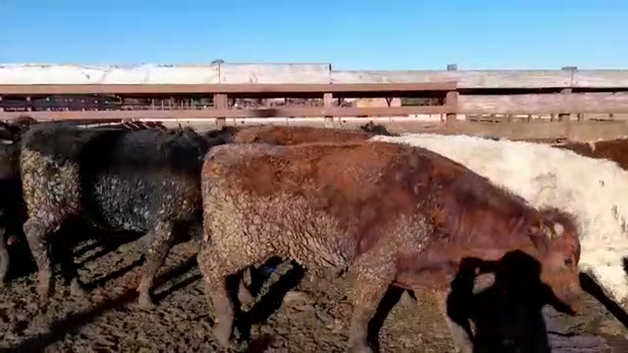 Lote 20 Vaquilla Gorda en Los Ángeles, VIII Región Biobío