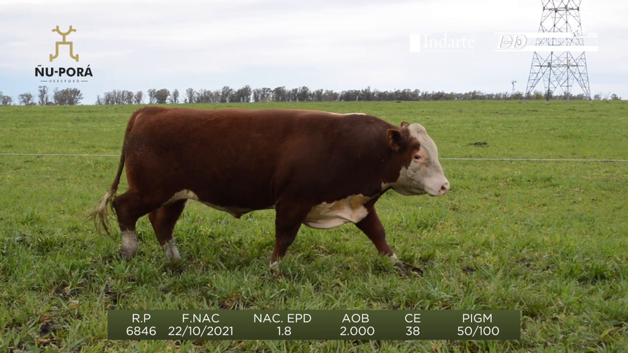 Lote Toros a remate en Remate anual Ñu Porá 2023, Paysandú