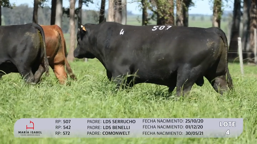 Lote 3 Toros PI a remate en Maria Isabel - Otto Fernandez, Artigas