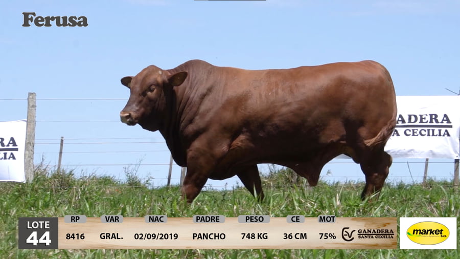 Lote Ganadera Santa Cecilia - Lote 44