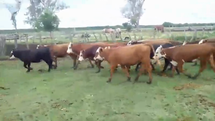 Lote 40 Terneros/as en Federal, Entre Ríos