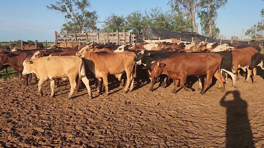 Lote 90 Novillitos en Esquina, Corrientes