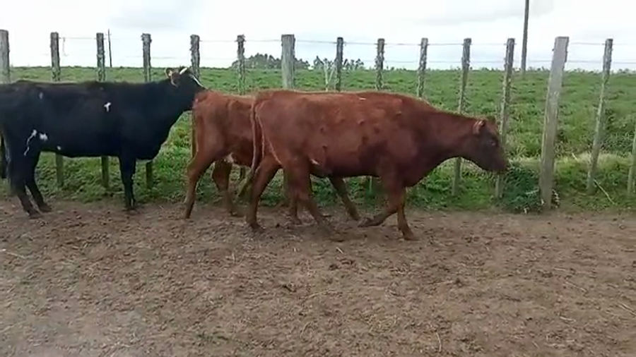 Lote (Vendido)3 Vaquillonas 1 a 2 años kiwi suizo,  holando a remate en 5to remate por pantalla ENTRE MARTILLOS 450kg -  en san ramon