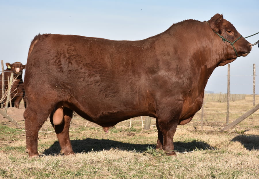 Lote TOROS PUROS DE PEDIGREE(COLORADO)(Corral 1)