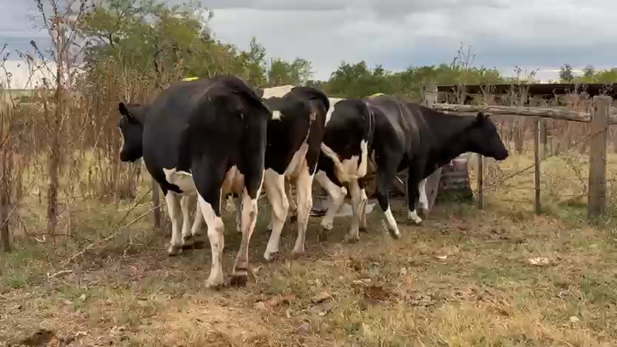 Lote 4 Vaca a remate en Pantalla Camy, San José