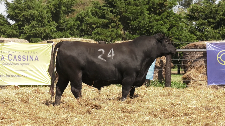 Lote TOROS ANGUS PURO CONTROLADO