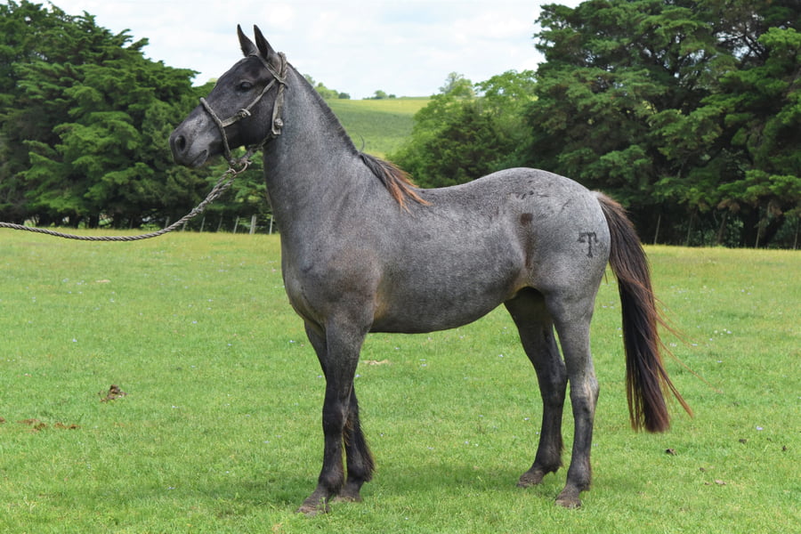 Lote RP 69 - REFUGADO