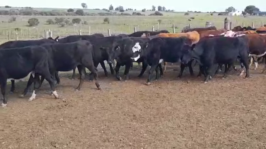 Lote (Vendido)29 Vaquillonas preñadas a remate en PANTALLA FEDERICO GARLAND en LA SIERRA