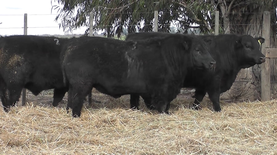 Lote TOROS PUROS POR CRUZA