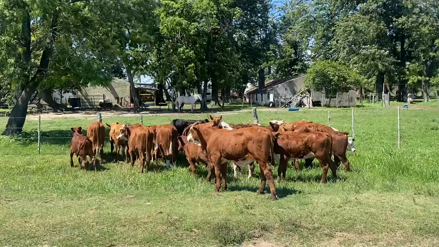 Lote 30 Terneros/as en Esquina, Corrientes