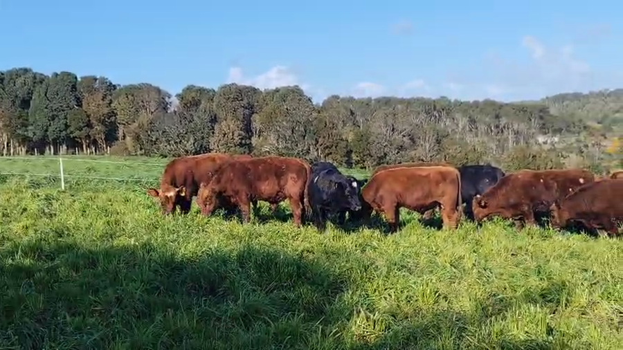 Lote 22 Ternero en X Región Los Lagos, Ancud