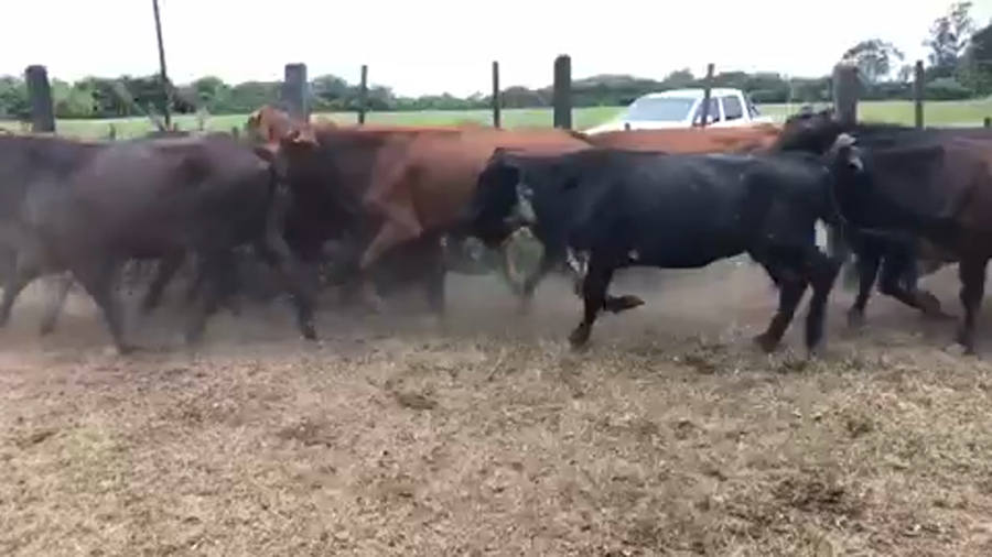 Lote 45 Vacas nuevas C/ gtia de preñez en Misión San Fco., Formosa