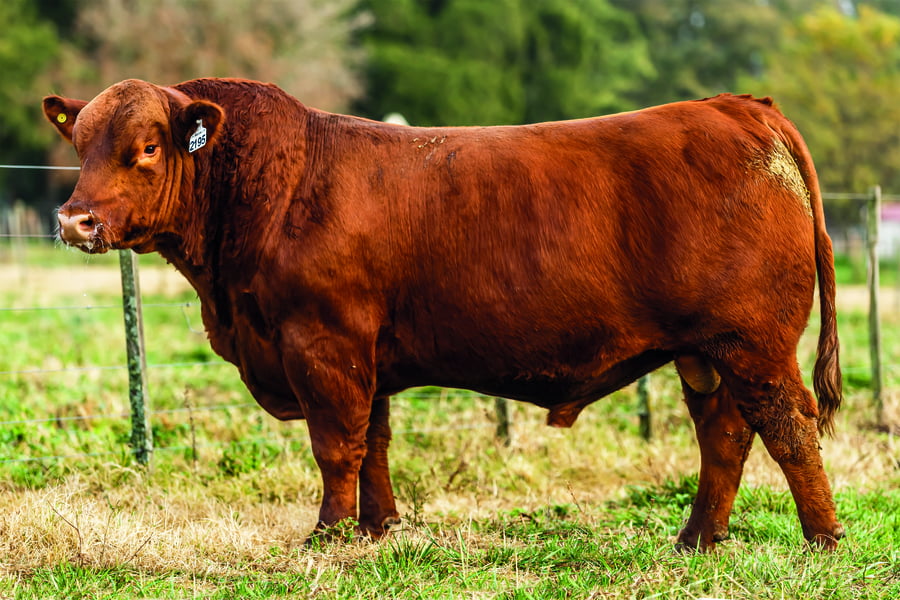 Lote TOROS PUROS DE PEDIGREE