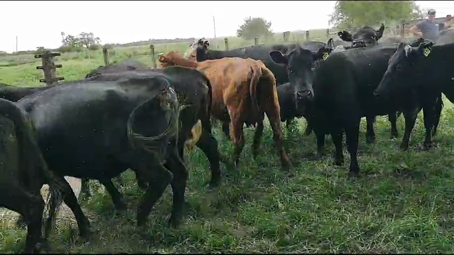 Lote 13 Vacas Paridas en Brandsen, Buenos Aires