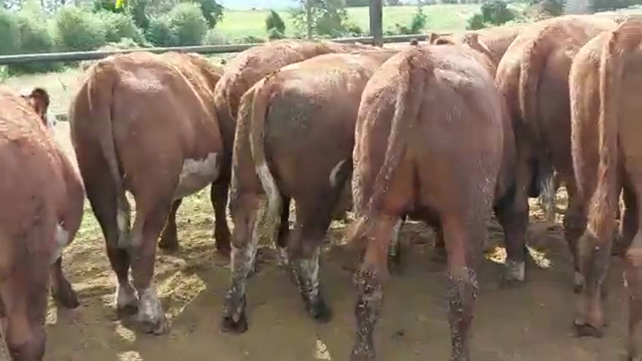 Lote 30 Novillo Engorda en Paillaco, XIV Región Los Ríos