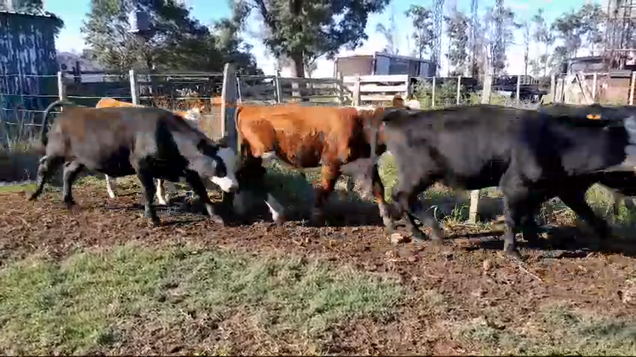 Lote 24 Terneros 12 AA x HE,  6 RA x HE,  5 HE,  1 AA a remate en 1° Remate Virtual BALTASAR BRUM 210kg -  en CAMINO LOS ITALIANOS, COLONIA ESTRELLA. TOMAS GOMENSORO