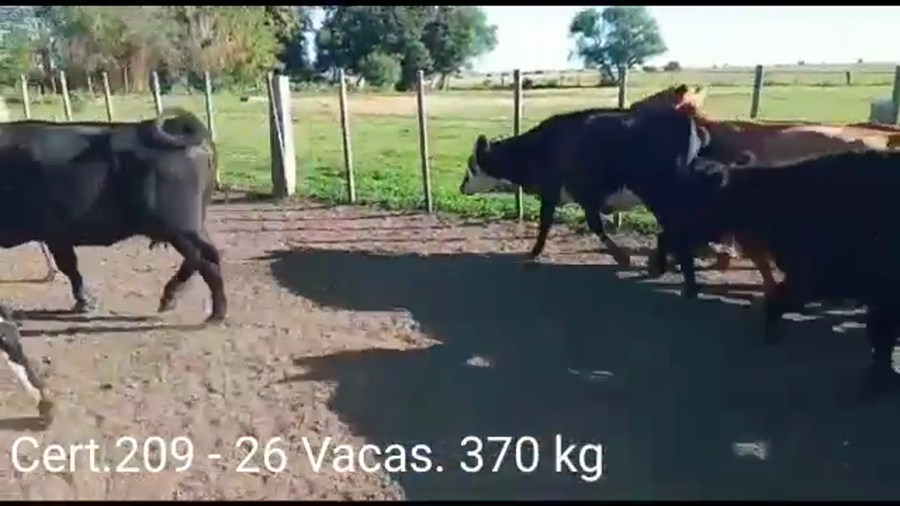 Lote VACAS INVERNADA