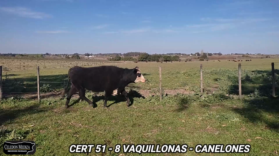 Lote 8 Vaquillonas preñadas en Canelón Chico, Canelones