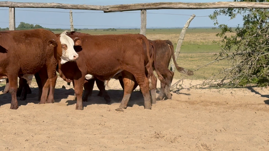 Lote 100 Terneros en Corrientes, Chavarría