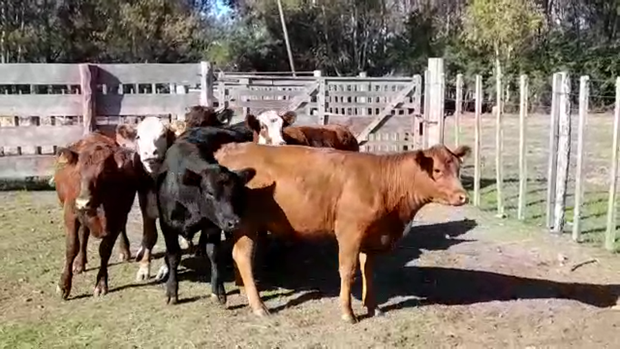 Lote VAQUILLONAS GORDAS