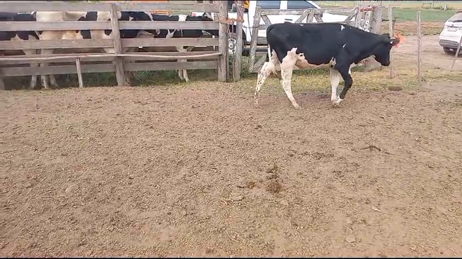 Lote 10 Novillitos Holando Argentino en La Paquita, Córdoba