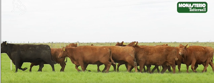 Lote VIENTRES PREÑADOS(CORRAL 31)