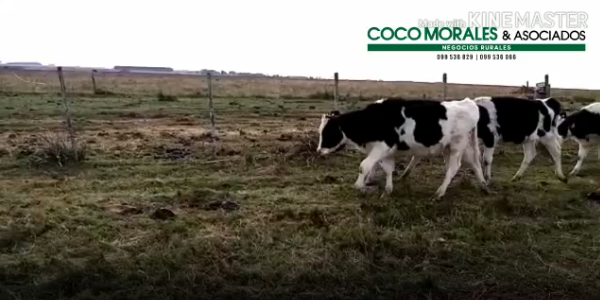 Lote 15 Terneros en Florida