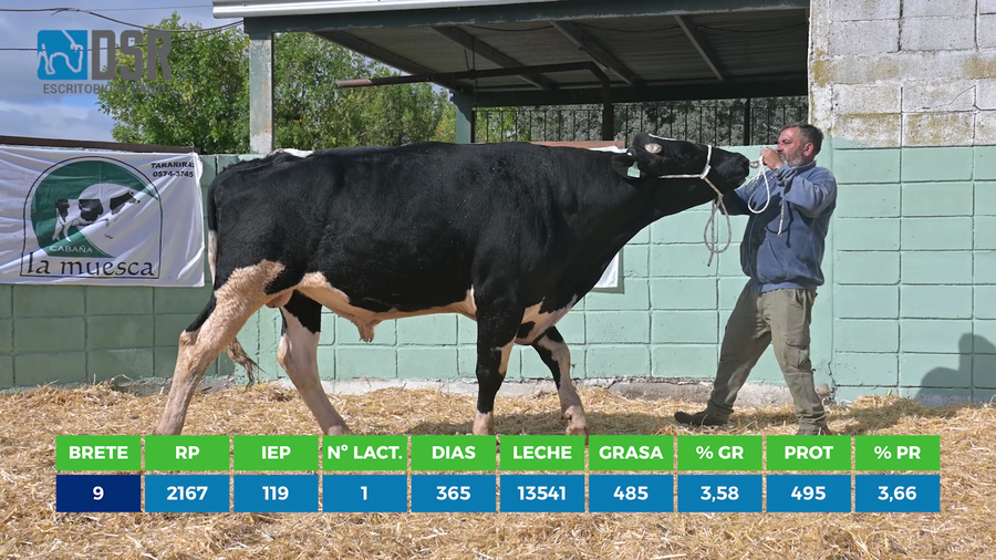 Lote Toros a remate en 11º Remate anual de Cabaña La Muesca, Florida