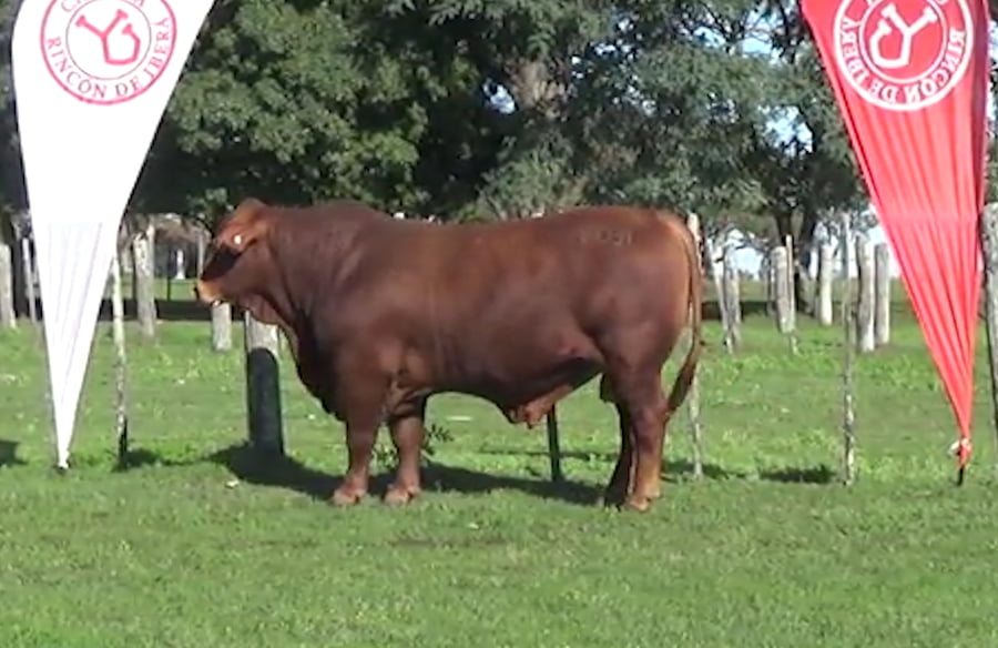 Lote TORO BRANGUS