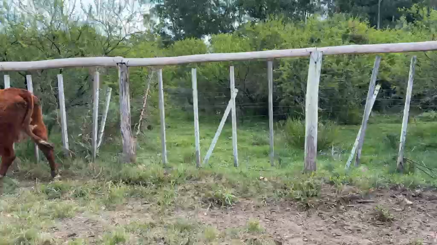 Lote VACA DE INVERNADA