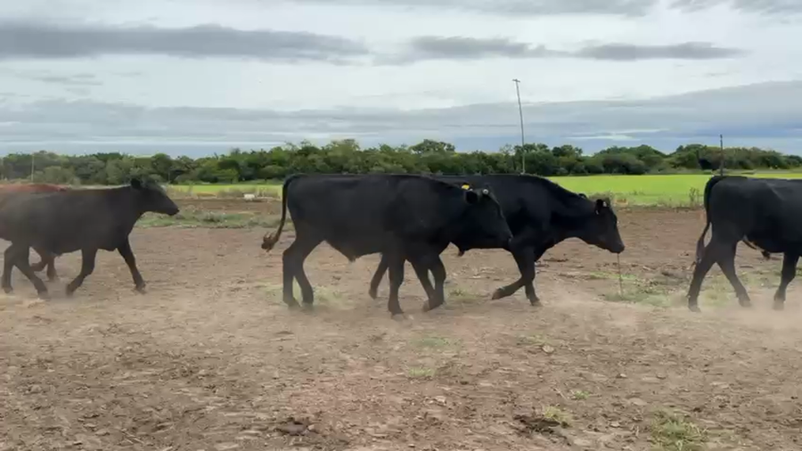 Lote NOVILLOS 1 a 2 AÑOS