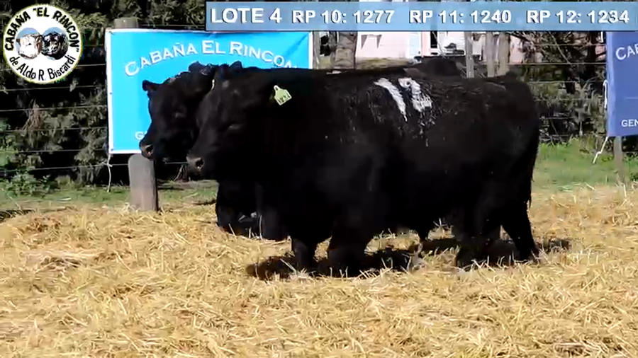Lote TOROS PUROS CONTROLADOS NEGROS CABAÑA "EL RINCON"
