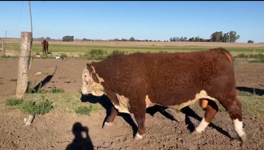 Lote CABAÑA EL PORVENIR