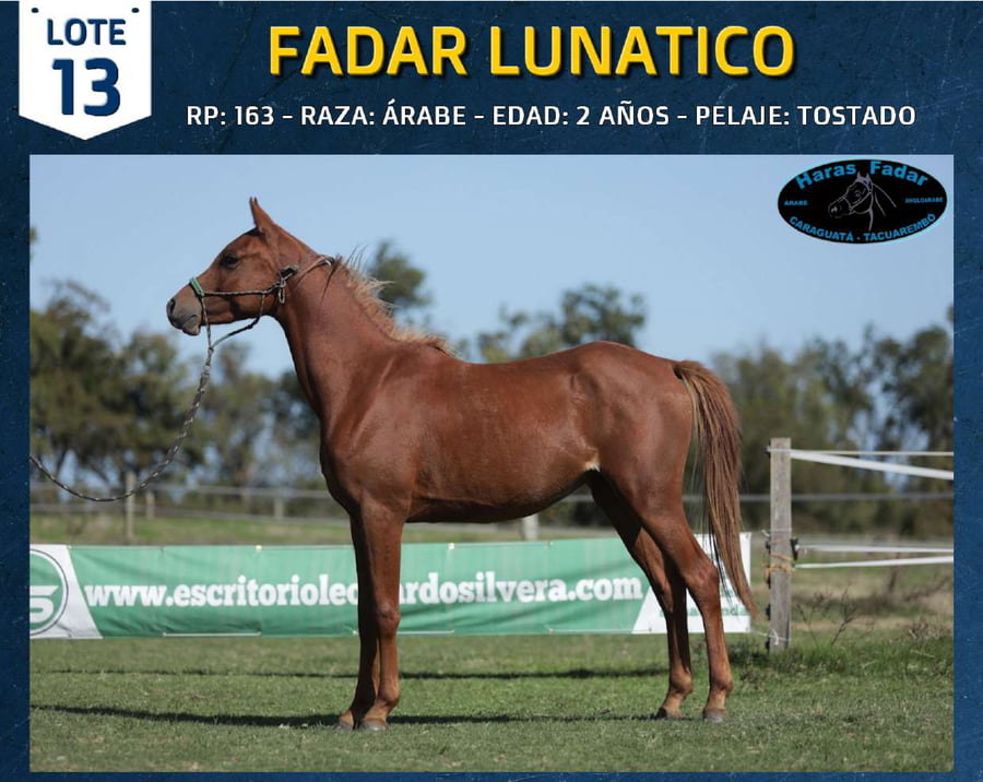 Lote FADAR LUNATICO