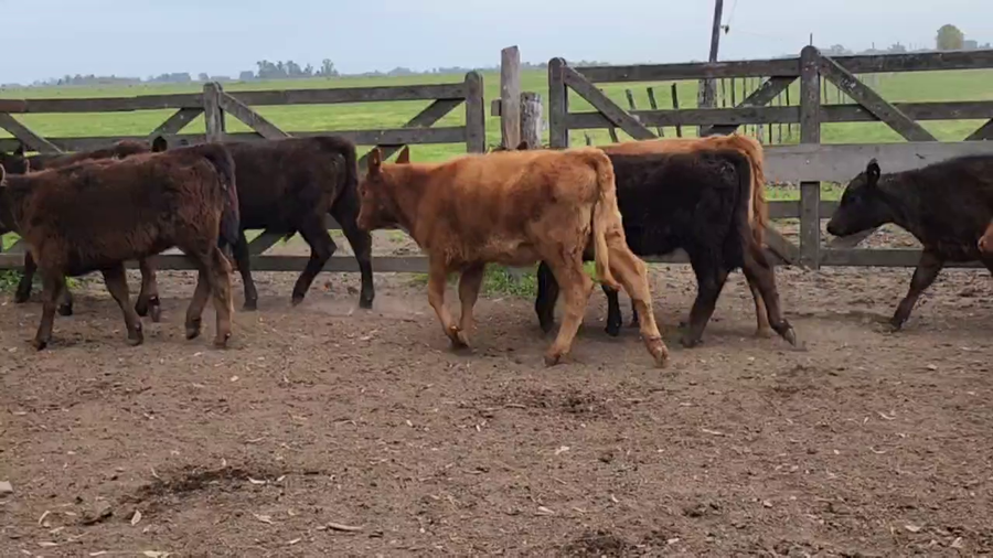 Lote 67 Terneros/as en Punta Indio, Buenos Aires