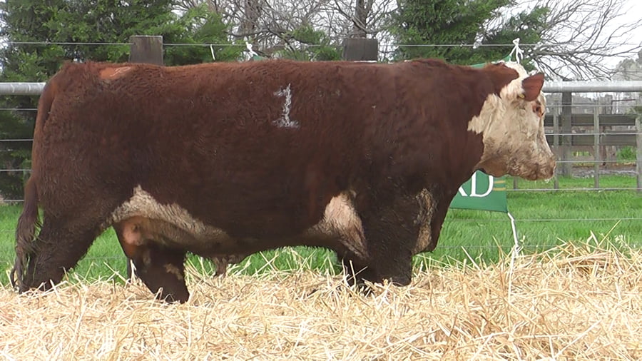 Lote TOROS P. HEREFORD PR