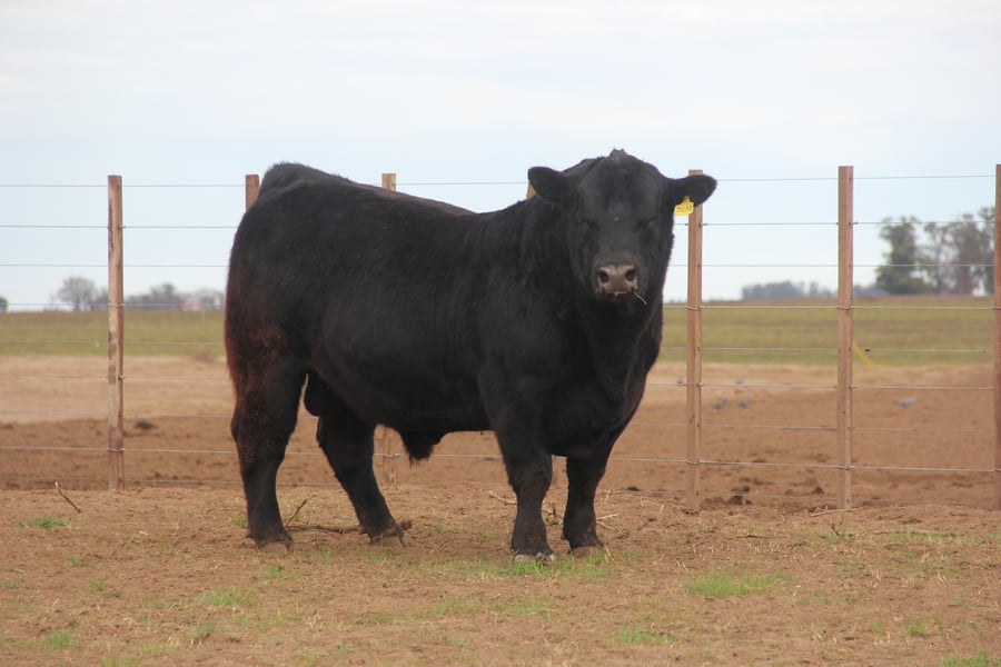 Lote TOROS PUROS DE PEDIGREE