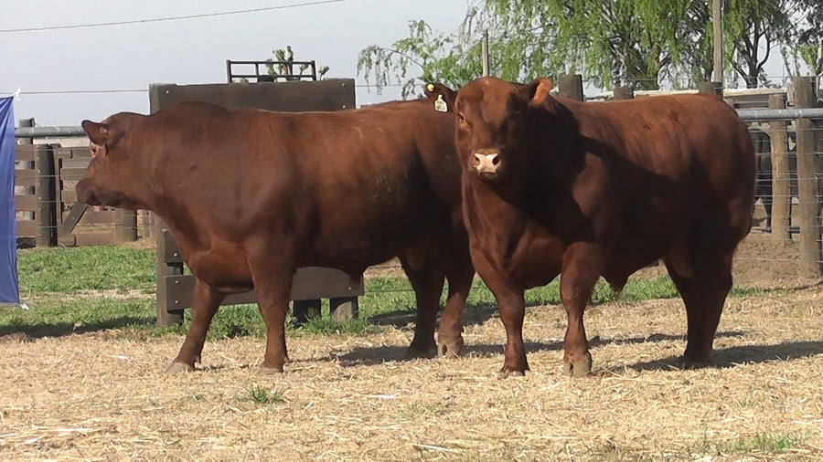 Lote TOROS ANGUS PP