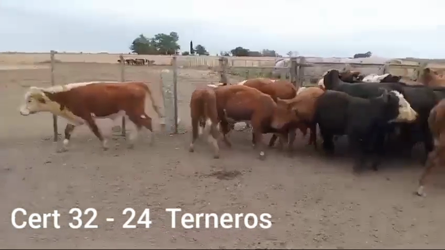 Lote TERNEROS